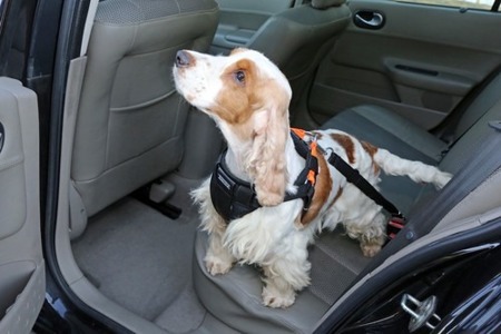 Szelki samochodowe dla psa + smycz do pasów bezpieczeństwa Air 3D rozmiar L Pomarańczowe